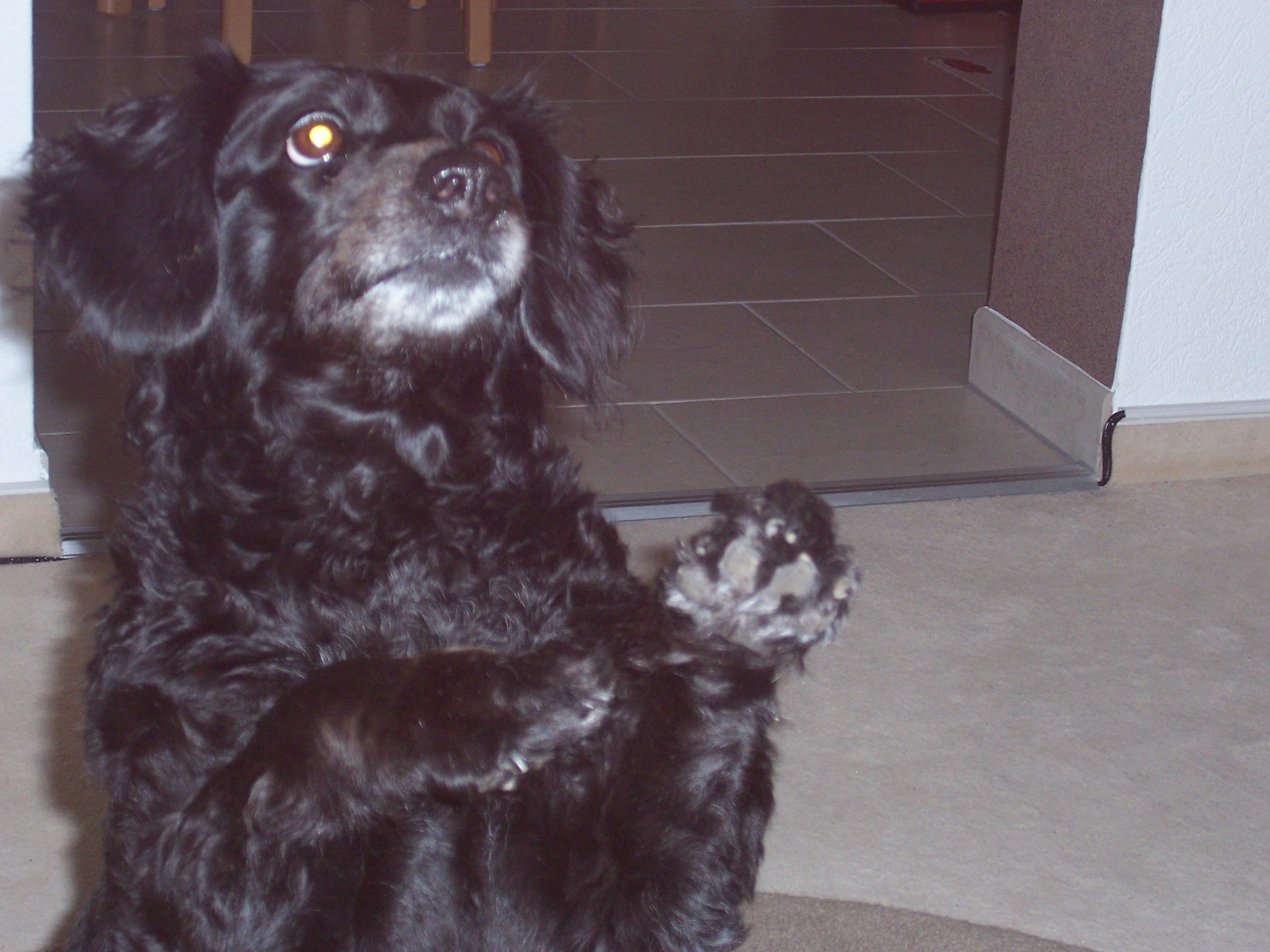 Sandy (Cocker Spaniel, Pudel) Cocker Spaniel Pudel 